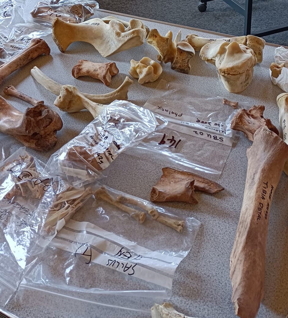 DEM BONES! – Southwell Community Archaeology Group